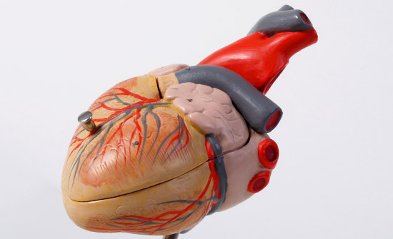 Modell des menschlichen Herzens